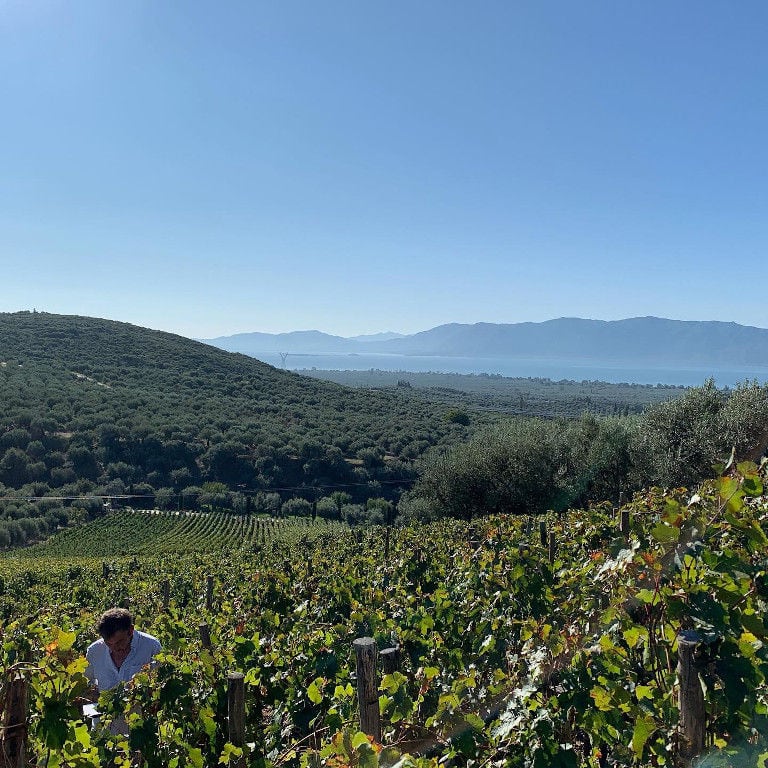 oenologist working in 'La Tour Melas' vineyards